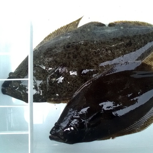 P1000121a.jpg