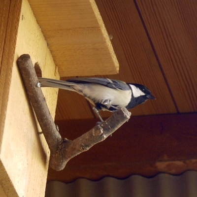 P1030944a.jpg